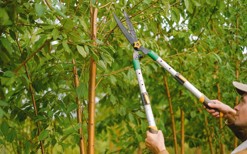 Tree trimming in Birnamwood, WI