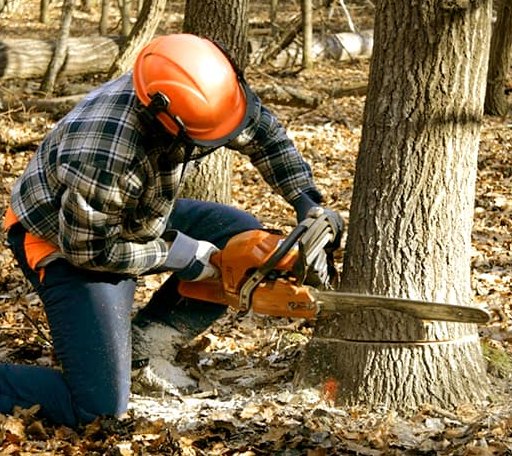 Tree Removal in Birnamwood, WI